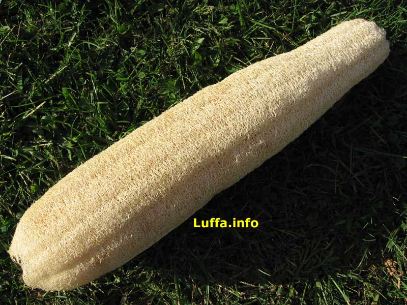 Uses for Luffa/Loofah Sponges.