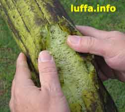 Peeling Luffa skin