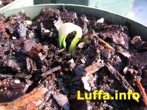 Luffa aegyptiaca sprout