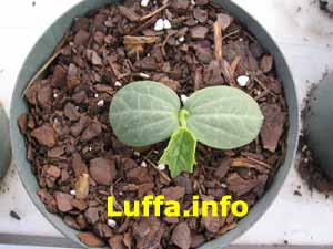 Luffa aegyptiaca plant
