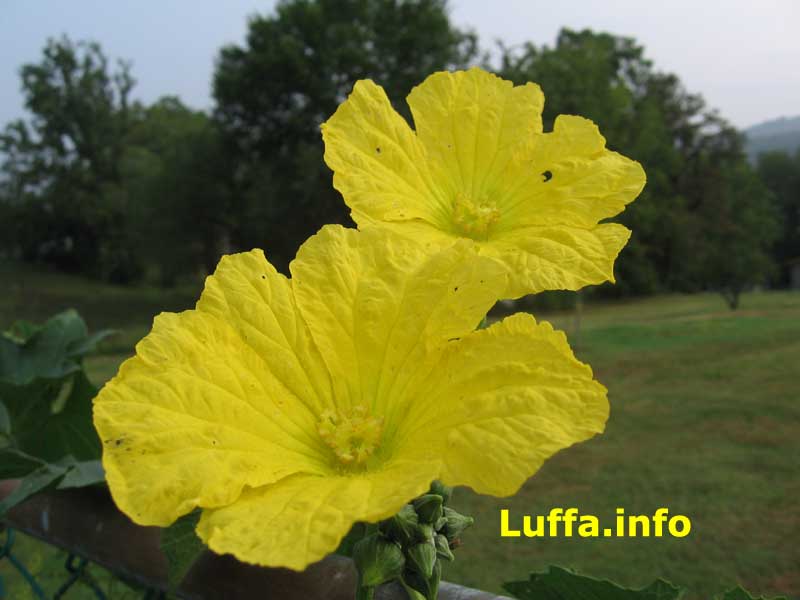 Luffa.info Luffa/Loofah/Luffah/Loofa/Loufa/Luff Sponge