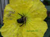 Bumblebees love Luffa