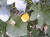 Small Luffa Flower